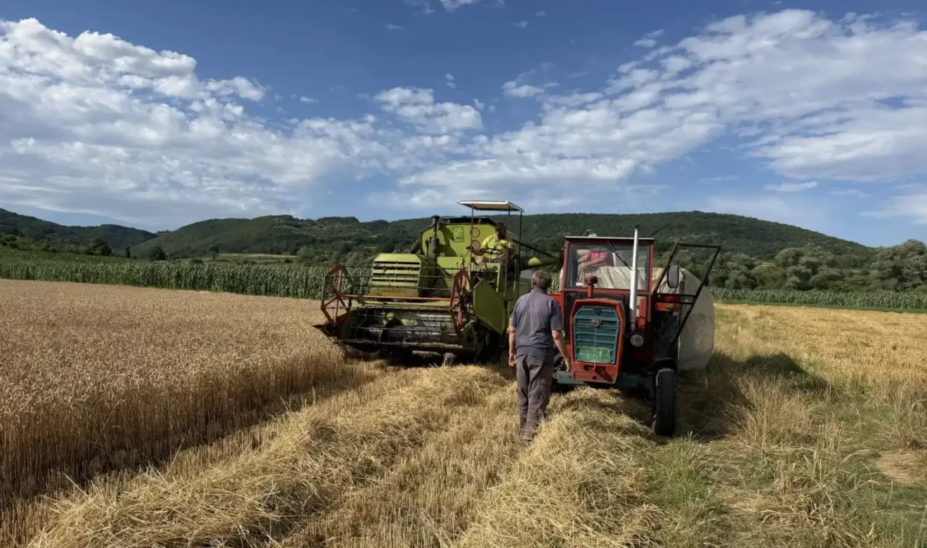 Žetva u Svrljigu, foto: Radio Svrljig