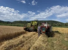 Žetva u Svrljigu, foto: Radio Svrljig